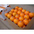 Fresh Navel Orange